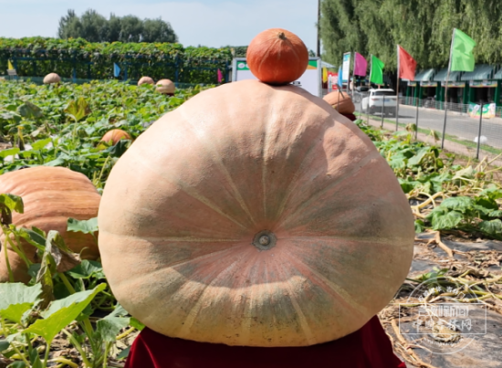 大南瓜.png 大南瓜.png