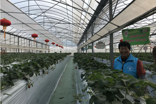 世业洲草莓园工作人员  摄影:彭思敏