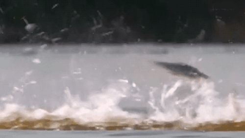 4.gif